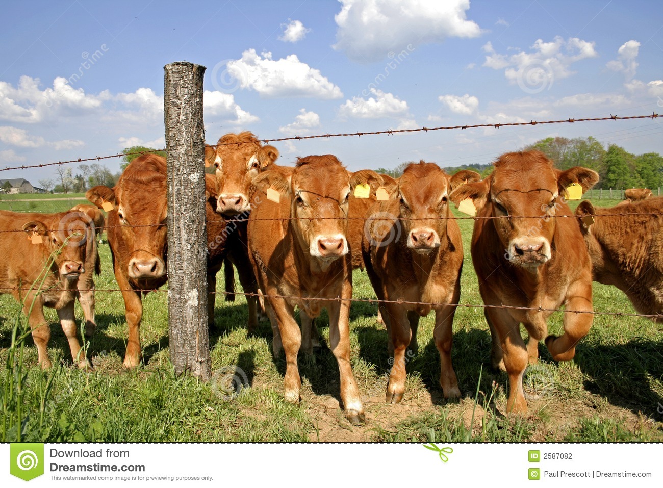 Cattle Herd Clipart Herd Curious Cows Behind Fence
