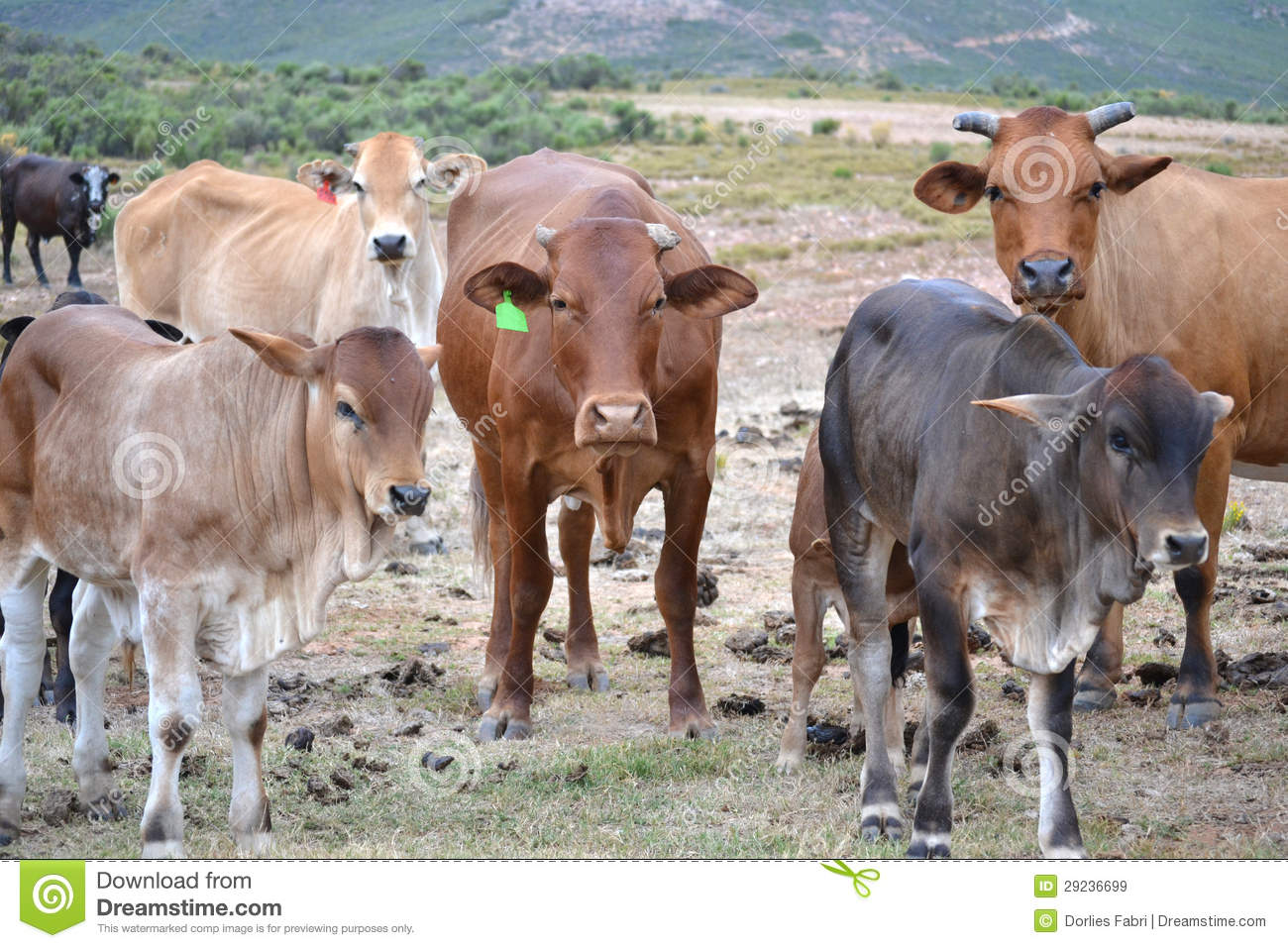 Cattle Herd Royalty Free Stock Images   Image  29236699
