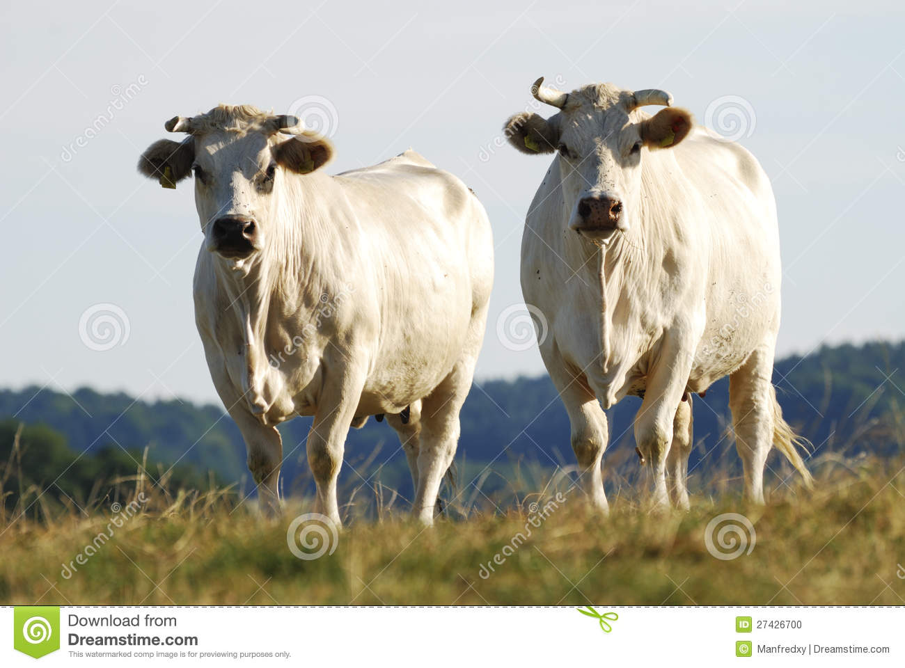 Cattle Herd Stock Photo   Image  27426700