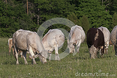 Cattle Herd Stock Photo   Image  48324725