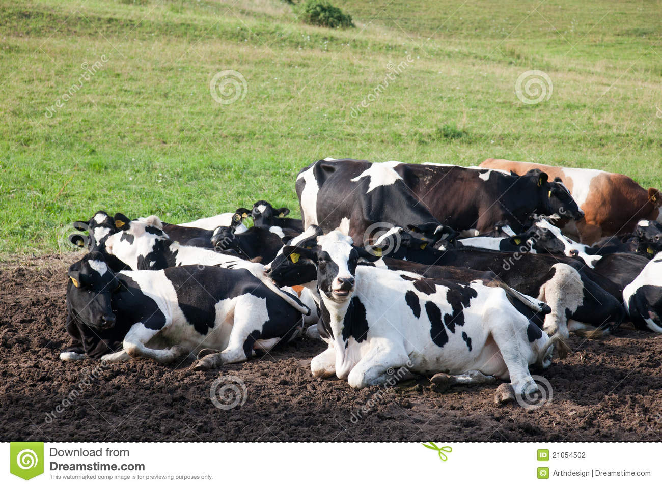 Cattle Herd Stock Photography   Image  21054502