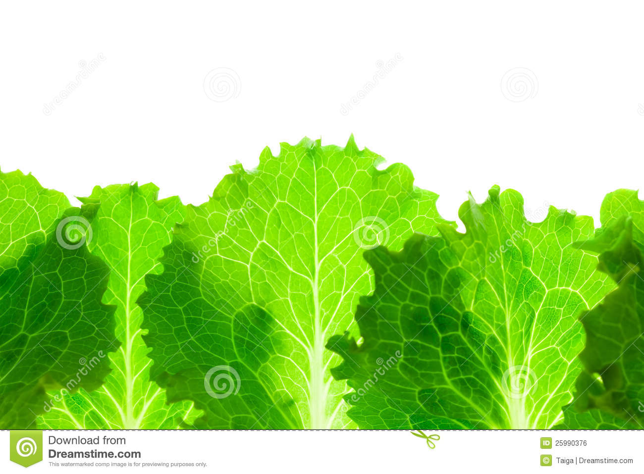 Fresh Lettuce Border   Leaves Isolated On White Royalty Free Stock