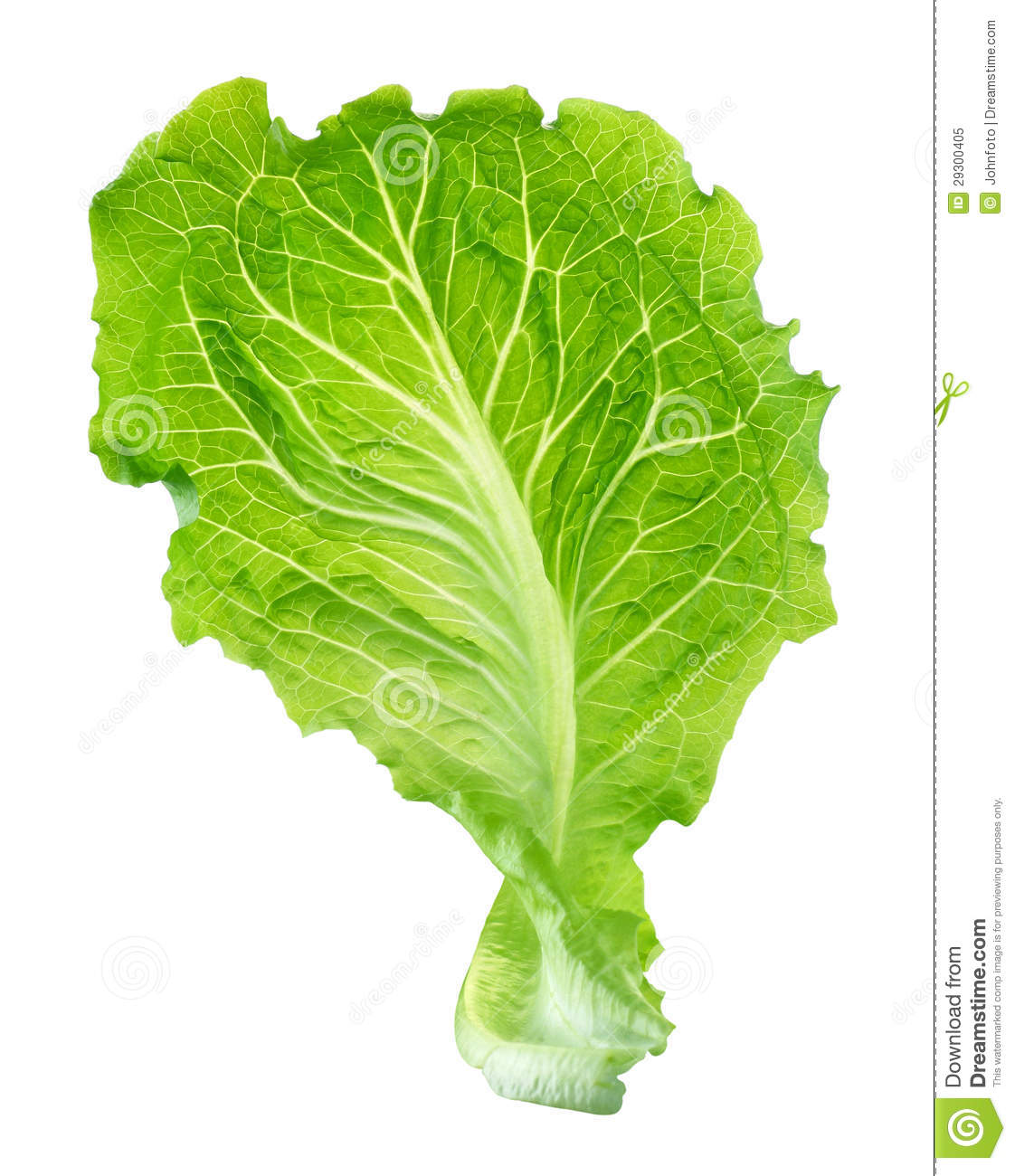 Herb And Lettuce Leaf Border Foto Search Stock Photograph Rf