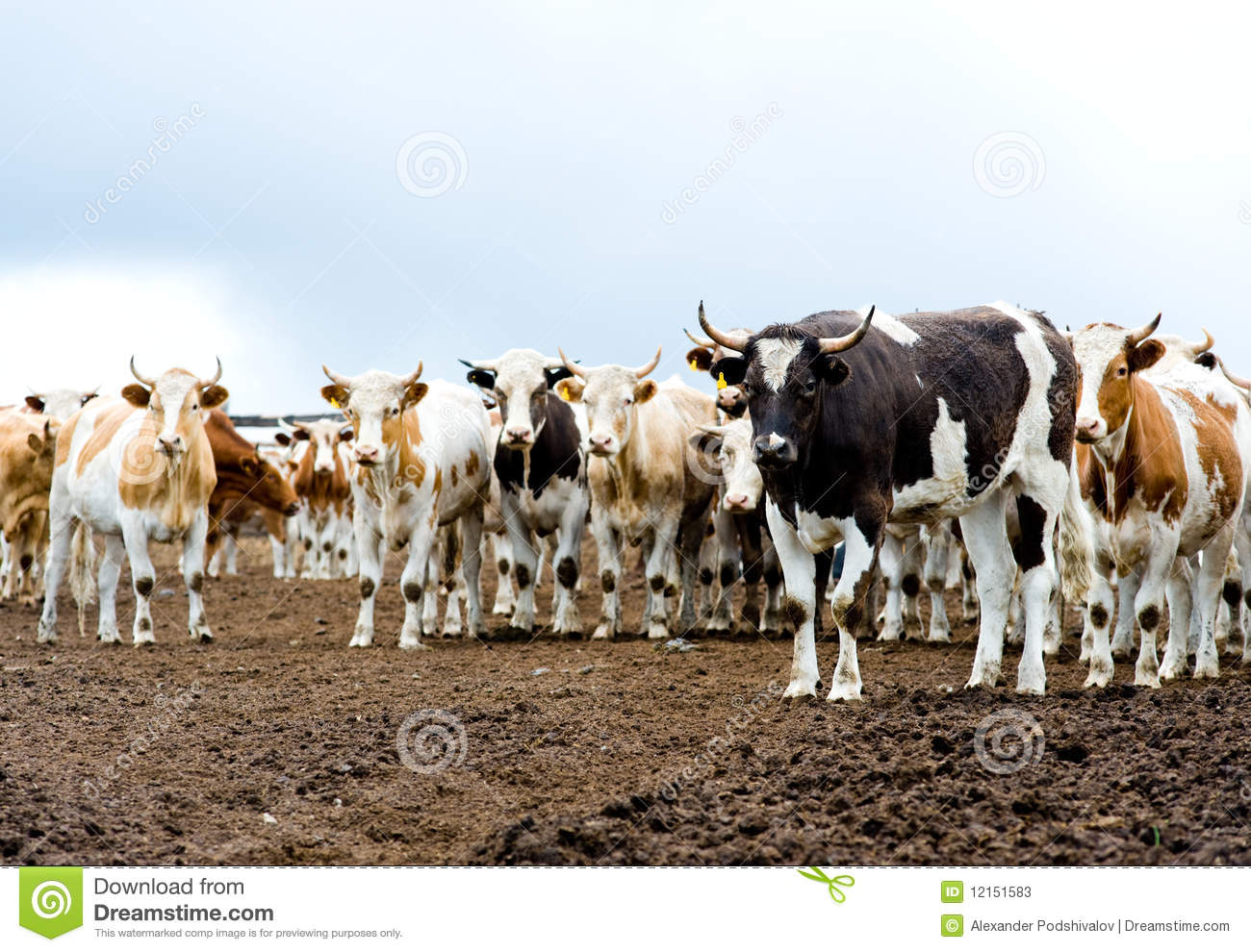 Herd Of Beef Cattle At Farm Stock Photos   Image  12151583