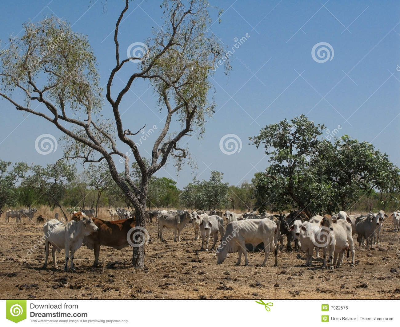Herd Of Cattle Grazing On Aridly Land With Dry Grass And Shrubby