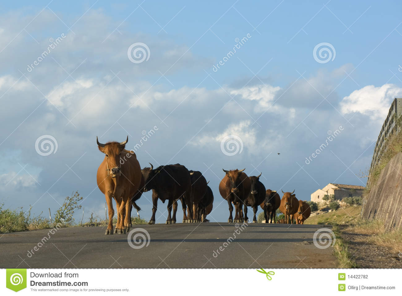 Herd Of Cattle In A Row On A Rural Road Are Returning To The Stable