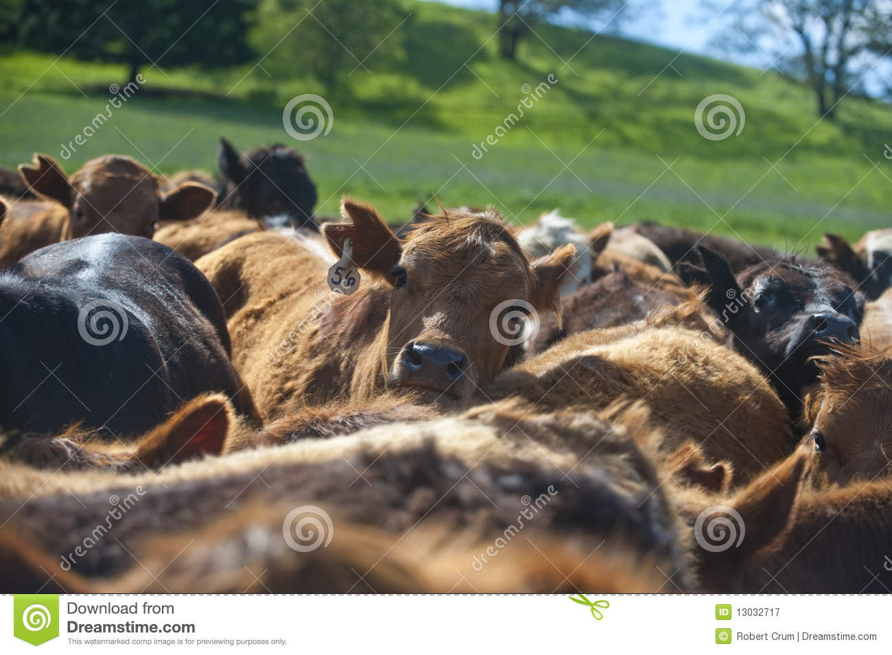 Herd Of Cattle Looking Closely At The Camera