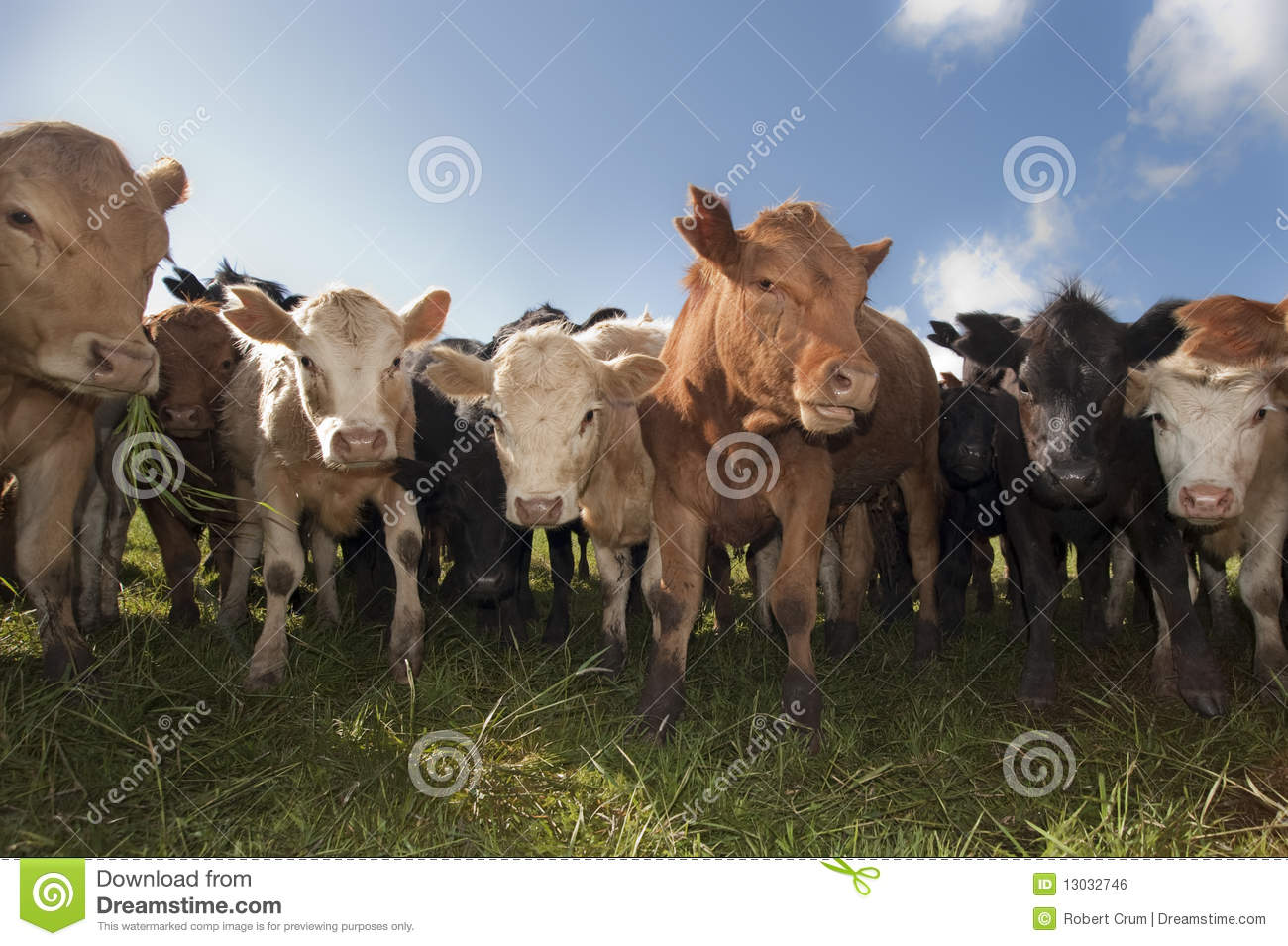 Herd Of Cattle Looking Closely At The Camera