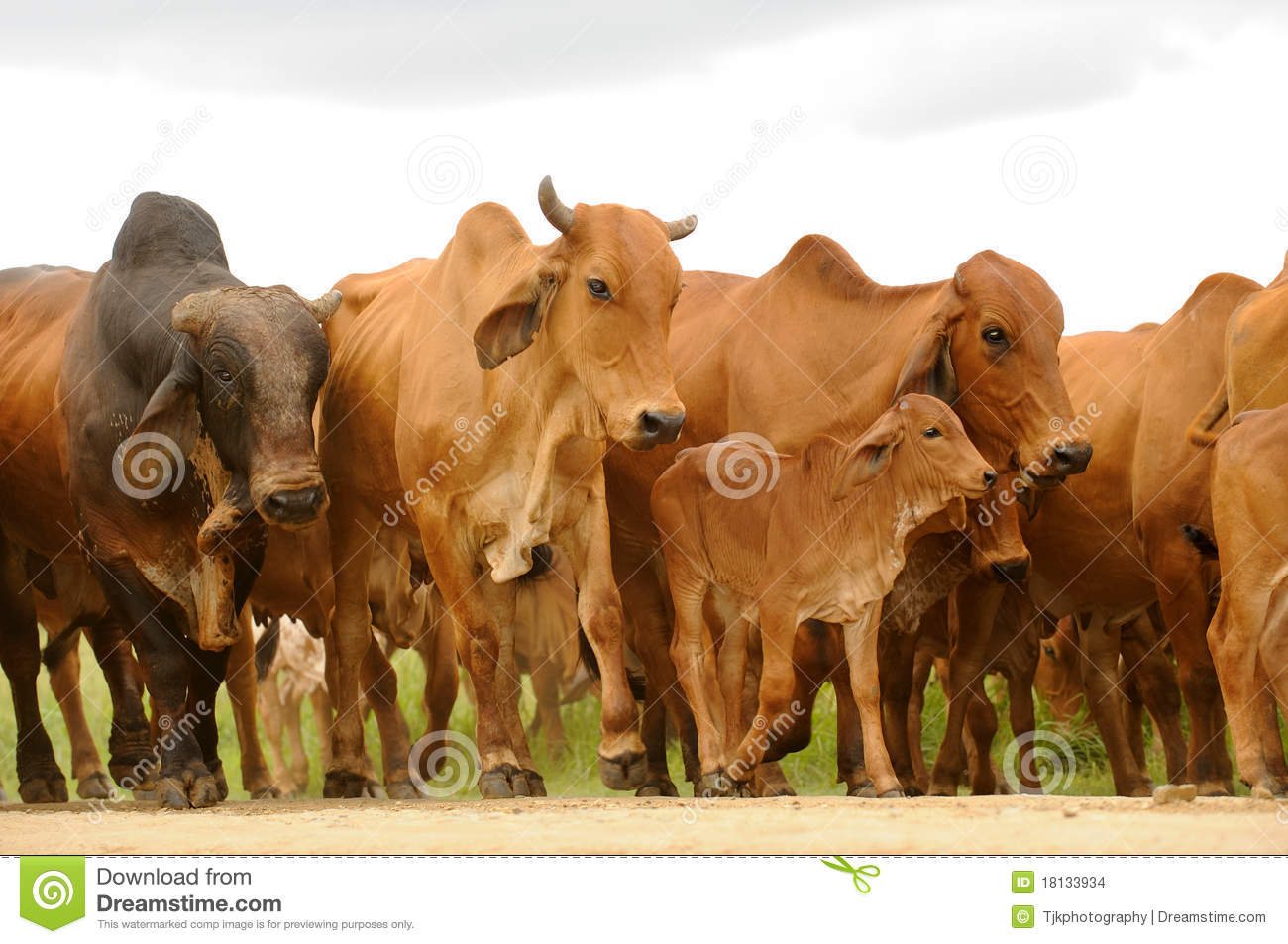 Herd Of Cattle Stock Images   Image  18133934