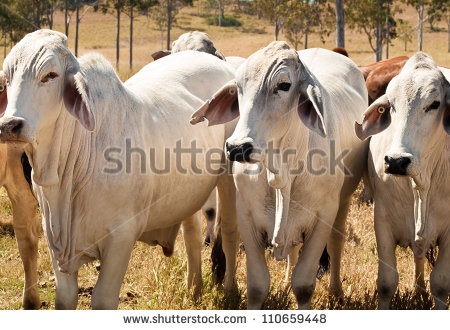 Herd Of Cows Clipart Australian Cattle Cow Herd On