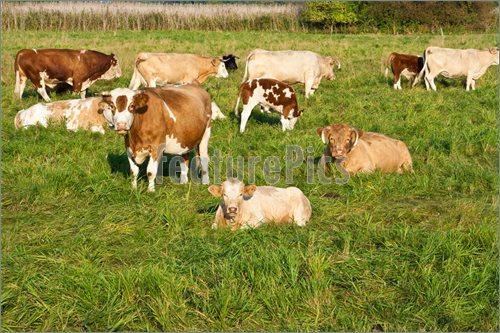 Herd Of Cows Clipart Photo Of Cattle Herd