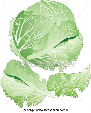 Lettuce Fotosearch Search Clipart Illustration Posters Drawings Search