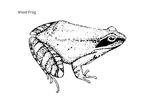 Reptile Amphibian Of North Dakota Clipart