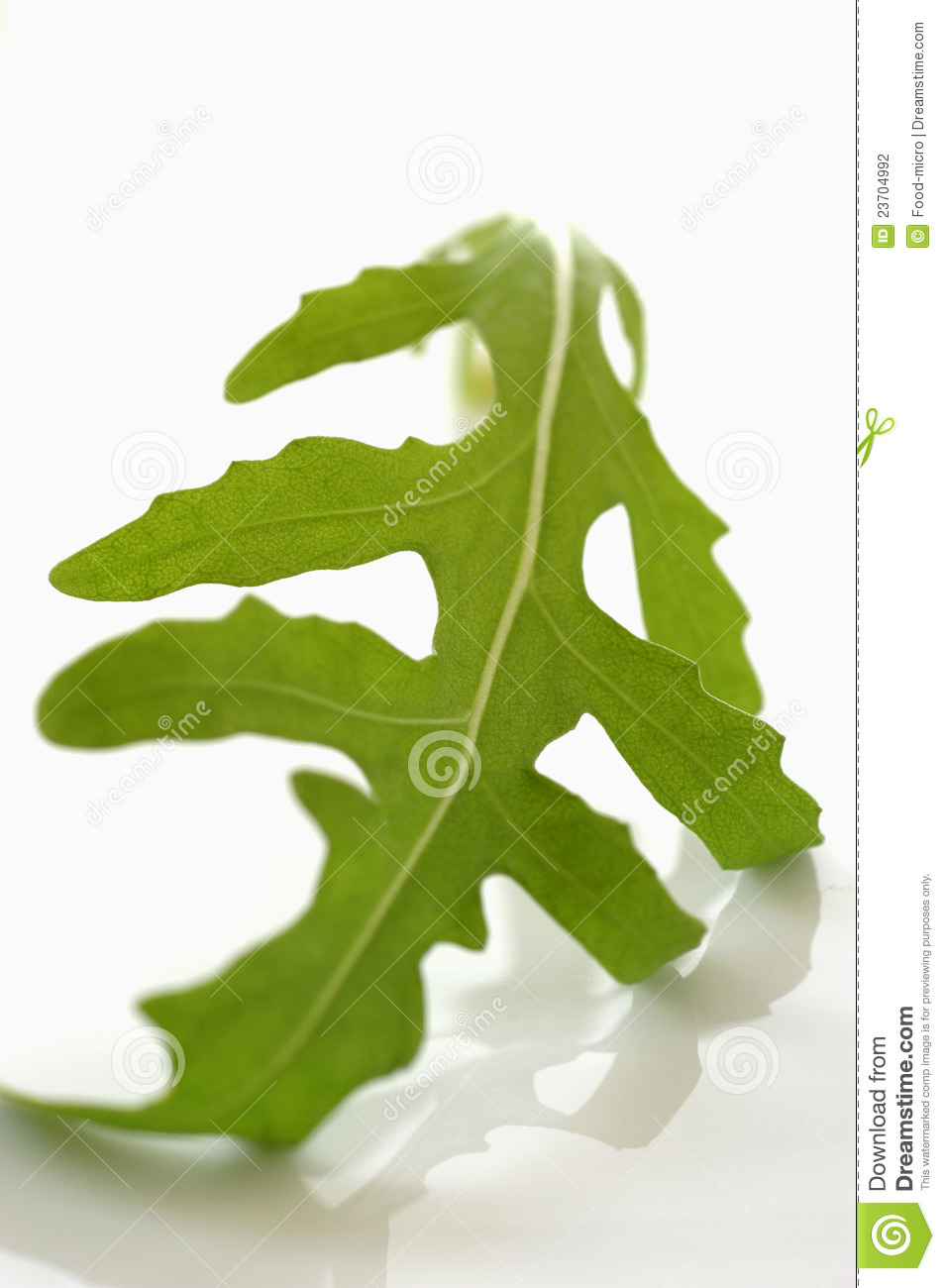 Rocket Lettuce Leaf Stock Photography   Image  23704992