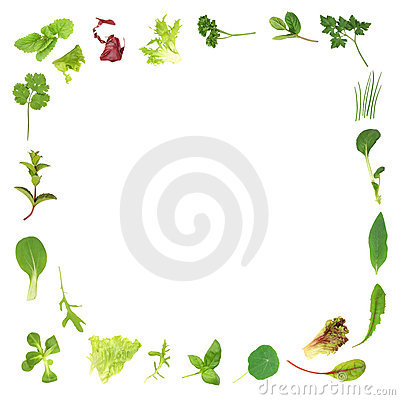 Salad Lettuce And Herb Leaf Border Over White Background 