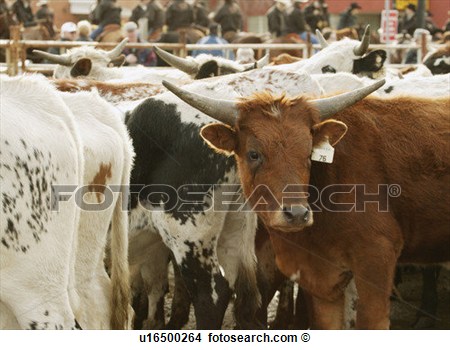 Stock Photo   Herd Of Cattle  Fotosearch   Search Stock Images Mural