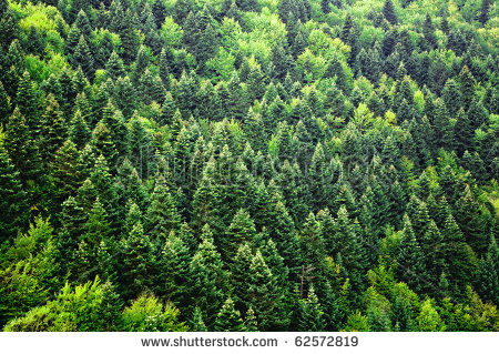 Clipart Forest Background
