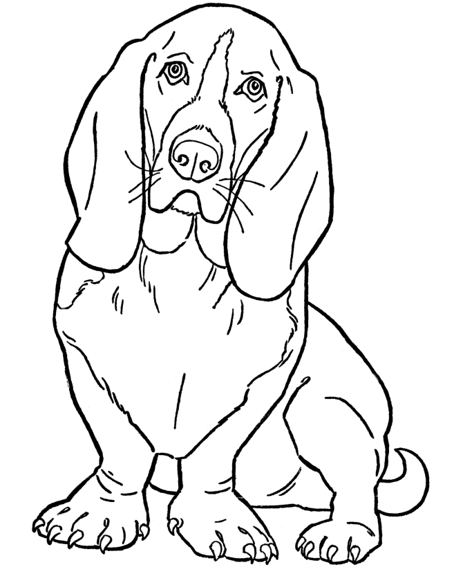 Dog Coloring Pages   Printable Basset Hound Coloring Page Sheet And