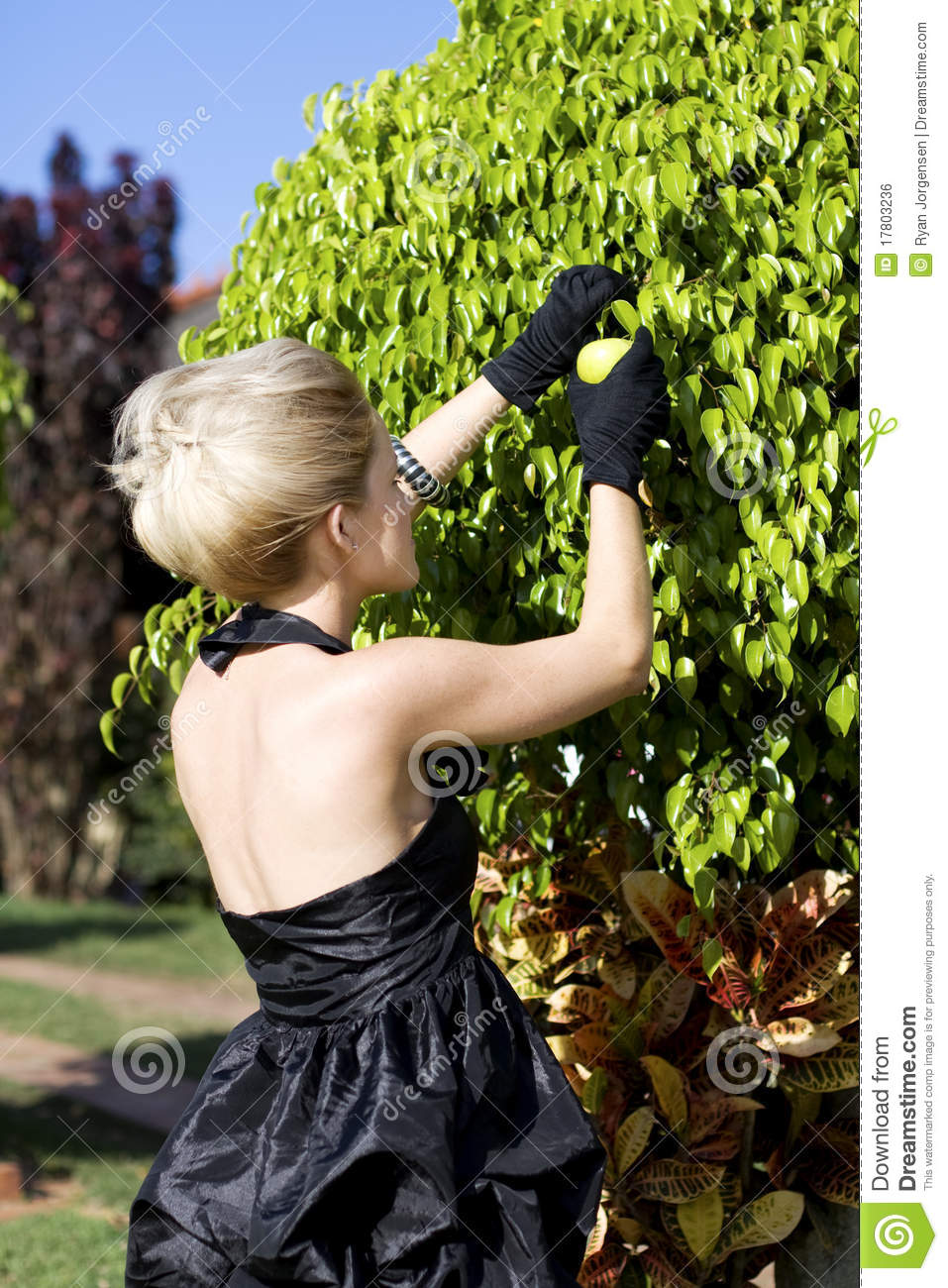 Rear Side View Of Young Woman In Formal Dress Picking Fruit From Leafy