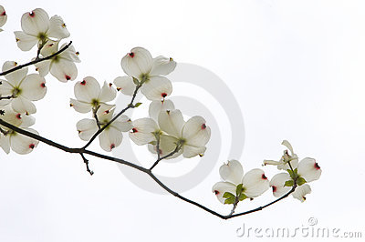 Branch From A Dogwood Tree With White Blossoms