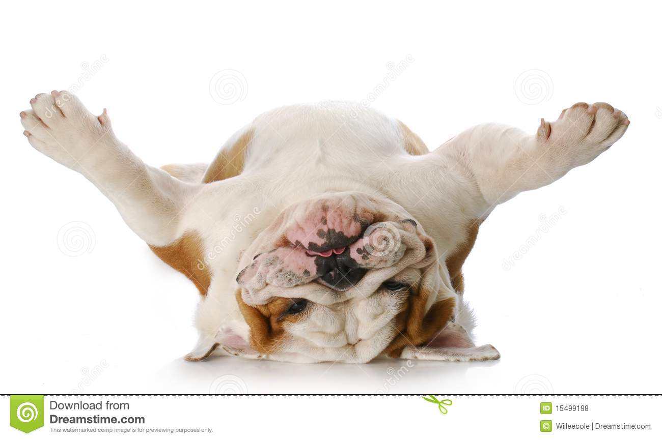 English Bulldog Laying Upside Down On His Back With Reflection On