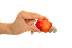 Hand Holding Fresh Cashew Nut Stock Photo