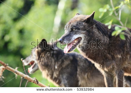 Timberwolves Stock Photo 53932984   Shutterstock