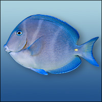 Blue Tang Chevron Tang Clown Triggerfish French Angelfish Parrot Fish    