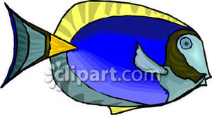 Blue Tang Or Surgeon Fish Royalty Free Clipart Picture