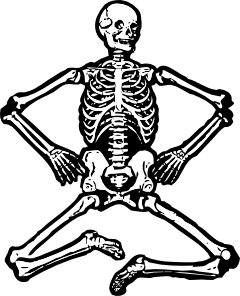 Human Skeleton Clip Art At Clker Com   Vector Clip Art Online Royalty