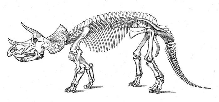 Sketch  For More Information On This Interesting Dinosaur Check Out