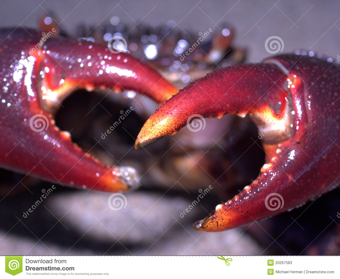 Crab With Pinchers Stock Photos   Image  20267583