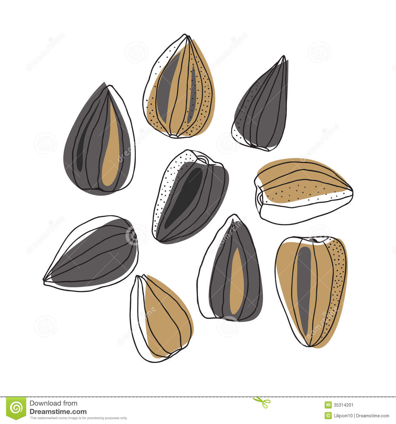 Illustration Of Sunflower Seeds Stock Image   Image  35314201
