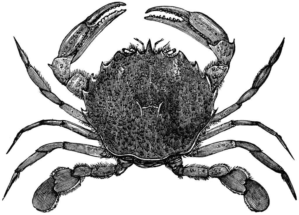 Lady Crab   Clipart Etc