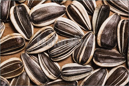 Sunflower Seeds  Picture  Image To Download At Featurepics 