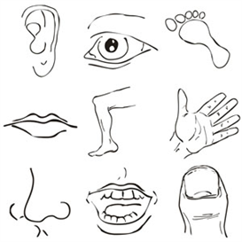 Body Parts Clipart Body Parts Clipart
