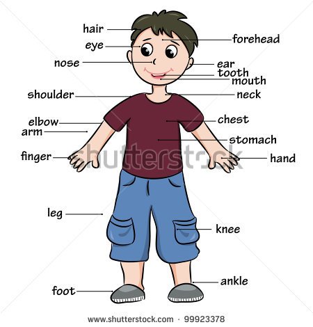 Cartoon Body Parts Stock Photos Images   Pictures   Shutterstock