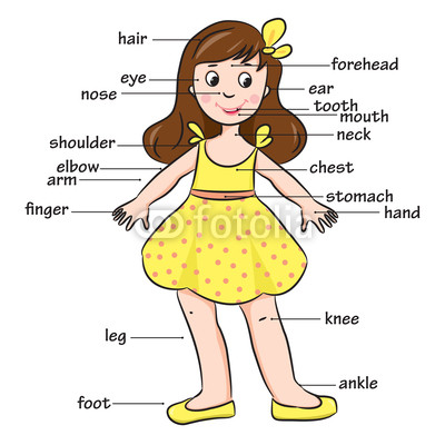 Cartoon Child  Vocabulary Of Body Parts  Vector Illustration  Stock