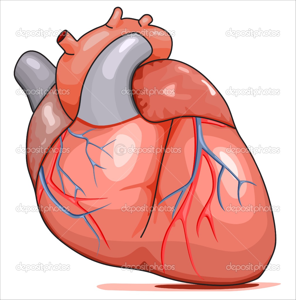 Cartoon Human Heart   Clipart Best