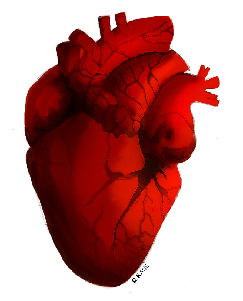Clip Art Human Heart