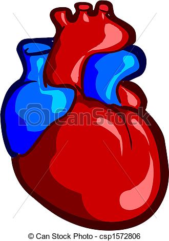 Clip Art Vector Of Heart   Vector Illustration Of Human Heart