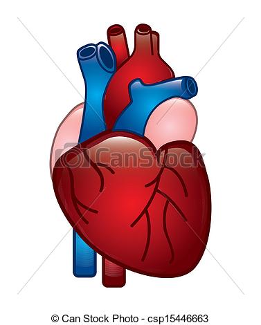 Clip Art Vector Of Human Heart Design Over White Background Vector