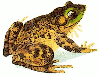 Free Bullfrog Clipart   Free Clipart Graphics Images And Photos
