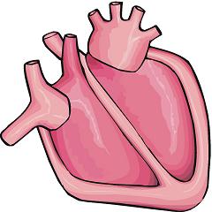 Human Heart Clip Art Jpg