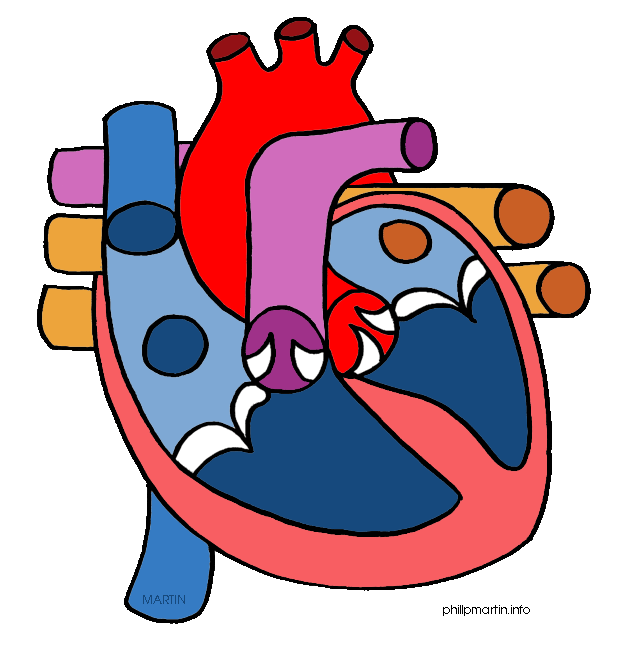 Human Heart Clipart Science Human Heart Gif