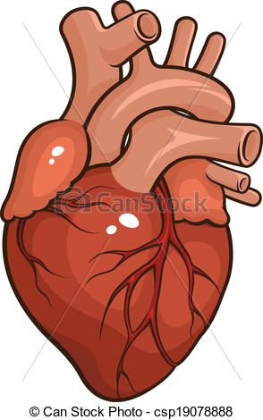 Human Heart   Csp19078888