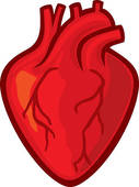 Human Heart   Royalty Free Clip Art