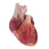 Human Heart Stock Illustration Images  8808 Human Heart Illustrations