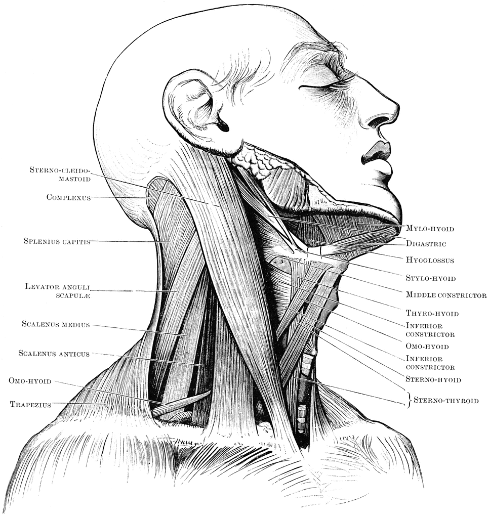 Triangles Of The Neck   Clipart Etc