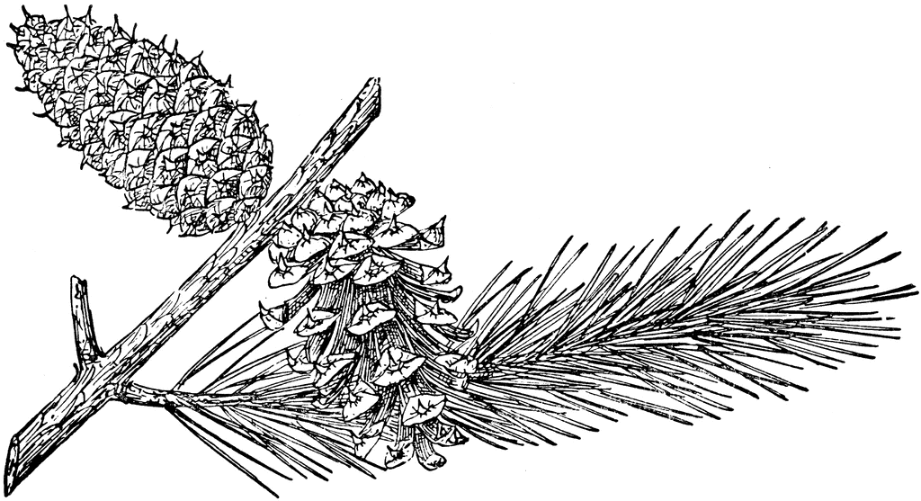 Pine Cone Of Lodgepole Pine   Clipart Etc